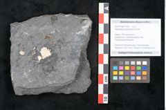 Foto (Objekt + Etikett) von Alethopteris pluckeneti Schloth (NHMW-GEO-2024-0188-11260)